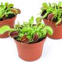 Altman Plants Live Venus Fly Traps Carnivorous Plants (3PK), Live Plants & Indoor Plants for Kids, Live Venus Fly Trap Plant Terrarium Plant Trio in Adult Venus Fly Trap Soil & Carnivorous Plant Soil