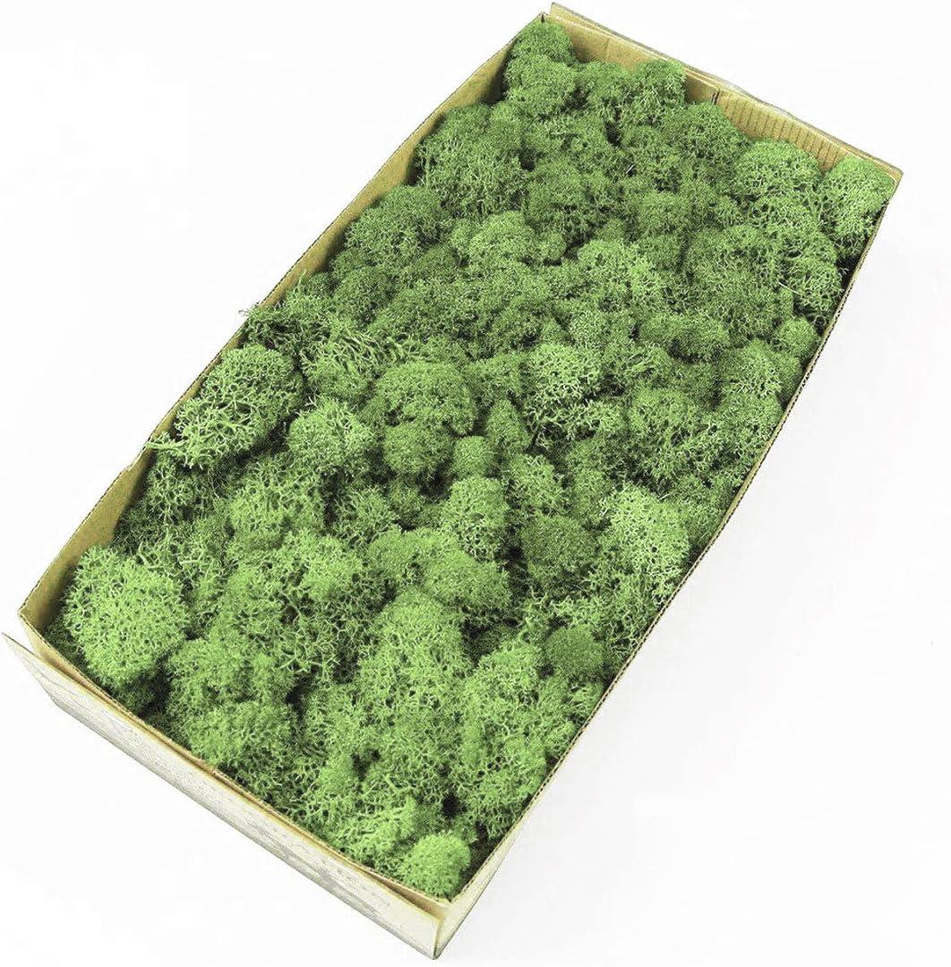 Preserved Reindeer Moss Natural Green DIY Kit Gardenning Art Wall Decor Florist Decor Easter Table Decor Wedding (0.85 lb)