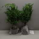 3FT Pre-Lit Artificial Norfolk Pine Christmas Tree  Realistic Potted Tree with 70 LED Lights & 8-Mode Battery Box, Pre-Assembled Faux Holiday Decor for Indoor Display (2)