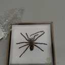 Real Spider Tarantula Taxidermy Mounted Specimen Insect Framed Insect Eurypeima Entomology