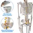 EVOTECH SCIENTIFIC Mini Human Skeleton Model for Anatomy, 33.5'' 1/2 Life Size Human Skeleton Model with Nervous System Removable Arms Legs and Stand for Medical Anatomical Study, Manual Included
