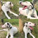 Cute Dog Collar Beige Flower Pattern for Boys and Girls Holiday Dog Collars Summer Fall Gift Adjustable for Medium to X-Large Breed Dogs (L)