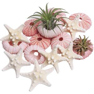 LUCKY BABY Starfish and Sea Urchin Set for Crafts, 12pcs Natural Seashells Decor for Decorating, 1.3-1.9 Inches Sea Urchin Shells for Air Plants