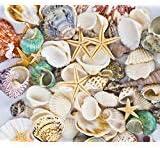Famoby Sea Shells Mixed Beach Seashells Starfish for Beach Theme Party Wedding Decorations DIY Crafts Candle Making Fish Tank Vase Fillers Home Decorations Supplies 70+ pcs
