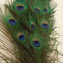 10 Pcs Natural Peacock Feathers : Various Sizes (45-50)