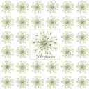 200 Pcs Pressed Dried Flowers for Resin Art Ammi Majus Natural Pressed Dried Flower Dry Flowers for Crafts DIY Wedding Home Decor Scrapbooking Gift Soap Candle Making
