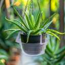Adnee 15 Pcs 6 Inch Hanging Plant Water Catcher-Clear Plastics Plant Water Catcher Tray-Hanging Plant Saucers Drip Pans for Indoor Outdoor Hanging Basket Flower Pot