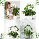 5pcs Round Acrylic Trellis for Climbing Plants, Small Plant Trellis House Plant Accessories for Indoor Outdoor Pothos Vine Ivy Monstera Hoya Flowers