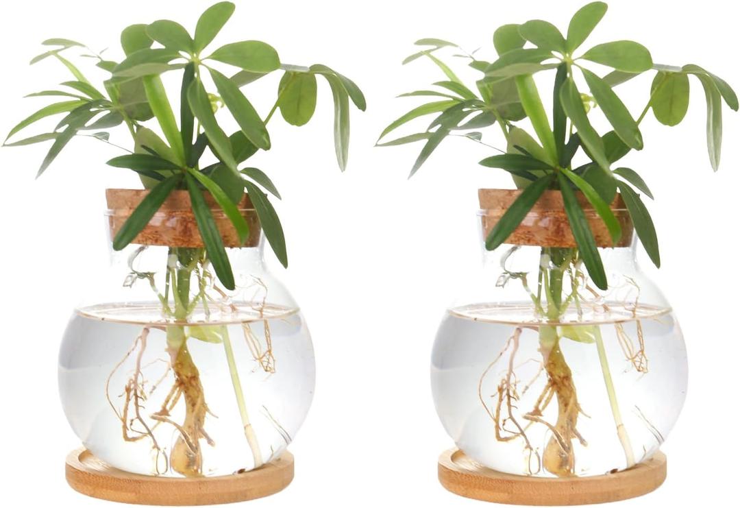Plant Propagation Station, Hydroponic Glass Container Vase Jars, with Wooden Saucer for Desks, Houses, Garden Decorations, Home Kitchen Decorations and Gifts for Plant Lovers (2)