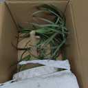 Hollyone Fake Plants Artificial Potted Plants Artificial Ponytail Palm Plant in Pots Faux Bonsai Plants for Office Table Desk Shelf Bathroom Bedroom Greenery Decoration Room Indoor Home Decor