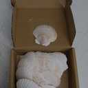 30 PCS Scallop Shells 2-3 Inch Natural White Sea Shells from Sea Beach for DIY Craft Home Décor (6-8 cm) (Large)