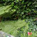Artificial Grass Wall Backdrop Panels: 20X20 in 12P UV-Anti Greenery Boxwood Panels for Indoor Outdoor Green Plant Wall Decor & Ivy Fence Covering Privacy