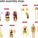 Human Body Model for Kids Anatomy Plastic DIY Skeleton Toy 3D Anatomy Kit Educational Science Kit