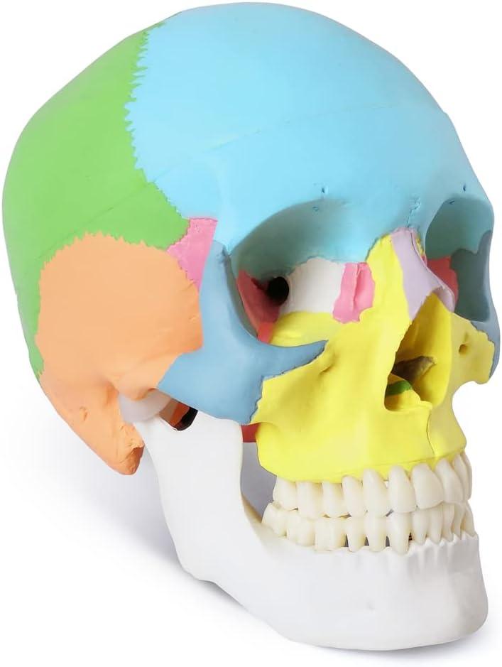 Painted Human Skull Model, Life Size Replica Medical Anatomy Adult Model with Removable Skull Cap and Articulated Mandible, Full Set of Teeth, 3-Part Didactic Skull Anatomical Model