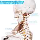 NLShan Human Skeleton Model for Anatomy -Life Size Anatomical Skeleton Medical Model with Nervous System 70.8 in with Rolling Stand for Study and Display Colorful Posters