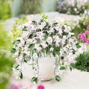 RECUTMS Hanging Plants Flowers for Outdoor Silk Bougainvillea (White, Bougainvillea 4 Pcs)