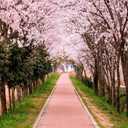 AOFOTO 5x7ft Flower Tree Backdrop Spring Cherry Blossoms Photography Background Girl Lovers Woman Lady Adult Artistic Portrait Park Path Photo Shoot Studio Props Video Drop Wallpaper Drape