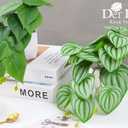 Der Rose 2Pcs Small Fake Plants Artificial Mini Faux Plants for Bathroom Office Desk Shelf Table Accessories Decor Indoor