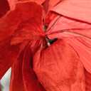 Norme 6 Pcs Artificial Day Giant Flowers for Decoration 12, 16, 20 Inch Wedding Large Rose Petals Giant Flowers Large Red Peony for Wedding Arch Decoration, Home Decor, Anniversary Birthday Valentines