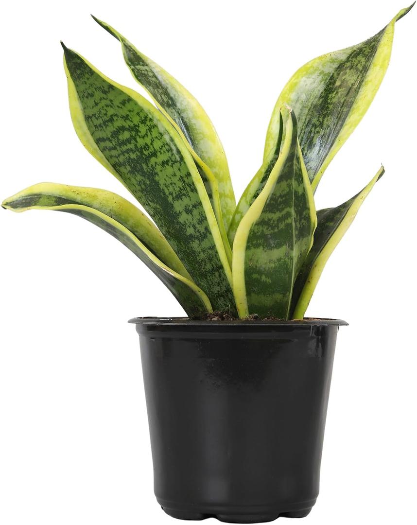 Altman Plants Live Snake Plant (Superba), Approx. 13" Tall, Virtually Indestructible, Easy Succulent Houseplant, 4 in Pot