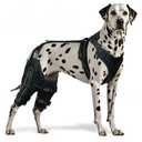 Dog Knee Brace for ACL, CCL, Arthritis, Joint Pain – Hinged Leg Support for Torn Ligament, Luxating Patella, Rear & Hind Legs – Orthopedic Compression & Mobility Recovery Wrap (Both Legs Medium)