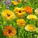 6 x 70+ Seeds Pot Marigolds Mix Calendula - Flower Multicolor