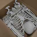 Human Skeleton , 5'6" (167 cm)