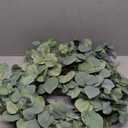Silver Drop Eucalyptus Wreath - Green - 14 Inches
