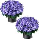 FOTEEWL Artificial Hydrangea Flower Topiary Trees - 2 Sets Faux Silk Flower Potted Plant, UV Resistant Fake Outdoor Hydrangea Bush for Front Door, Farmhouse, Garden, Porch Decor (Purple)