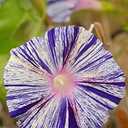 5 x Seeds Morning Glory Harlequin Mix Ipomoea Annual Flowers