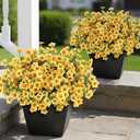 VIERENA 24 Bundles Artificial Flowers and Eucalyptus for Outside, Sun Resistant Silk Fake Morning Glory with Faux Eucalyptus Plants for Garden Porch Farmhouse Home Spring Summer Decor (Yellow)