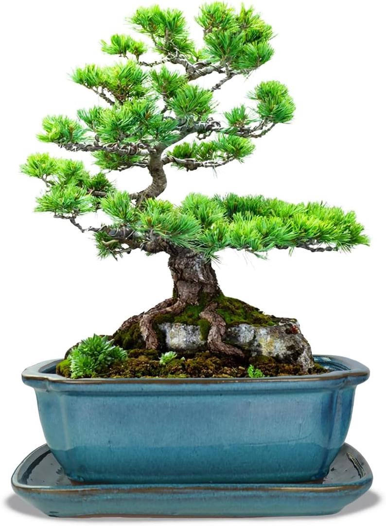 vensovo Ceramic Bonsai Pots with Drainage Hole and Saucer - 10.5 Inch Rectangular Glazed Shallow Planter for Bonsai Trees and Succulents(Blue)