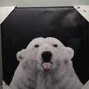 ElephantStock - Nothing Personal Wall Art - Square Canvas Wall Art - Living Room Wall Decor - Photography Polar Bear Canvas Art - Black And Gray Decor by Lars Van de Goor - 30" x 30"