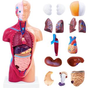 11 Inch Small Human Body Model for Anatomy Study - 15 Detachable Parts Educational Torso with Internal Organs, DIY Assembly Anatomy Model for Students, Teachers, and Medical Healthcare Professionals