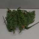 DN DECONATION Artificial Christmas Norfolk Pine Stems, Faux Pine Branches with Cones 22.4" 4PCS - Real Touch PE Greenery Fake Pine Needles for Vase Arrangements, Winter, Indoor Outdoor Home Decor