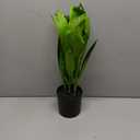 Anubias Congensis Live Aquatic Potted Plant for Aquarium Freshwater Fish Tank by Greenpro
