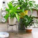 Garden Gifts Plant Lovers Gifts Black Metal Plant Stand with Anti-Slip Base Rustproof Heavy Duty Decorative Round Flower Pot Display Shelf for Indoor/Outdoor