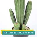 Artificial Cactus Fake Cacti 16" Faux Potted Cactus Plants for Home Store Office Decoration