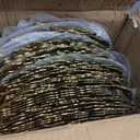 Widecook 50 Sets Gold Reef Charger Plates Bulk with Napkin Rings Include 13" Round Chargers for Dinner Plates and Mesh Diamonds Napkin Rings for Table Setting, Wedding Party