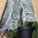 Artificial Cedar Topiary Trees, 6 FT UV Resistant Faux Boxwood Plants,Front Porch Decorations Outdoor,Realistic Evergreen Cypress for Patio Decor Set of 2