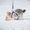 AIITLE Soft & Warm Dog Harness and Leash Set - Checkered Design, Comfortable, Reflective, No-Choke, Secure with Hook & Loop Fastener, Adjustable for Small Dogs - Running, Camping (Blue, XS)