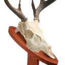 Taiyin Deer Head Mount Kit Solid Pine Skull Display European Taxidermy Mount Skull Hanger Hunting Pedestal Plaque for Bear Boar Wall Table Display