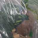 Crested Gecko Tank AccessoriesReptile Vines Plants with Coconut Shell Ladder Hideout Hermit Crab Decor for Bearded Dragon Lizard Chameleon Tortoise Snake