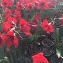 Amaryllis Red Lion Growing Kit. Includes: Big Red Lion Bulb, Plastic Pot and Saucer, and Professional Growing Medium