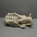 JOYIN Howling Wolf Skeletons Halloween Decorations 34 Skeleton Dog with Red LED Eyes, Auto-Chin Opening and Closing, Movable Posable Joints Animal Skeleton for Outdoor Indoor Garden Graveyard Decor