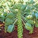 Seeds Brussels Sprouts Long Island/Green Cabbage/Non GMO/Heirloom