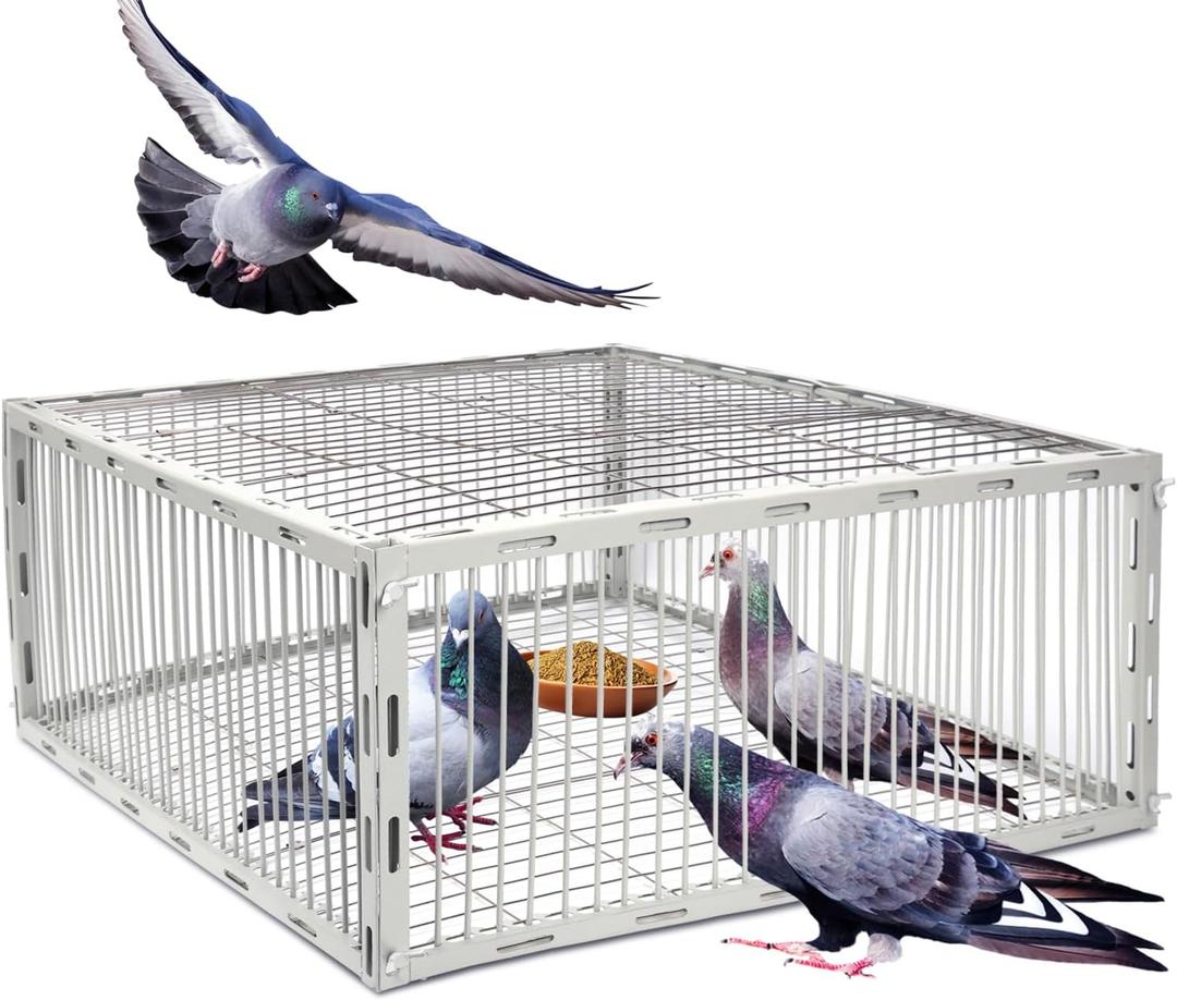 Pigeon Trap Cage with Escape-Proof Design  Auto Bird Trap Cage for Pigeons and Small Birds | Multi-Catch Pigeons Birds Traps for Sale with Well Anti-Rust Baking Paint- L Size (23.8"L x 23.8W x 10.25"H) Pigeon Trap Cage with Escape-Proof Design  Auto Bird Trap Cage for Pigeons and Small Birds | Multi-Catch Pigeons Birds Traps for Sale with Well Anti-Rust Baking Paint- L Size (23.8"L x 23.8W x 10.25"H)