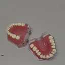 Dental Implant Teeth Model with Removable Teeth for Dental Professionals and Students