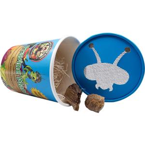 Praying Mantis Egg Case With Hatching Habitat Cup- 2 Praying Mantids Egg Cases