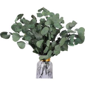 Real Eucalyptus Stems 20PCS Dried Preserved Fresh Eucalyptus Silver Dollar Leaves for Shower - Greenery Branches for Wedding Home Party Vase Filler Spring Decor (Green Style 02)